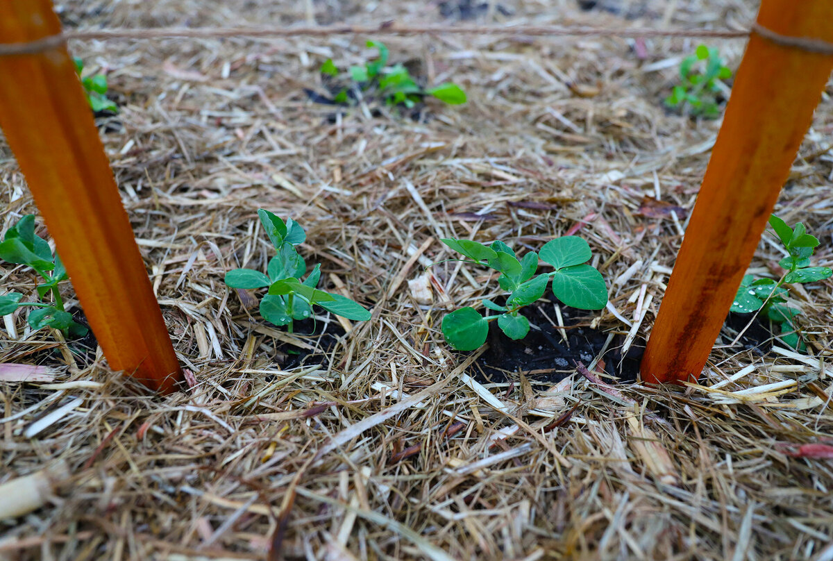 Young plants sprouting through mulch in between two wooden stakes.