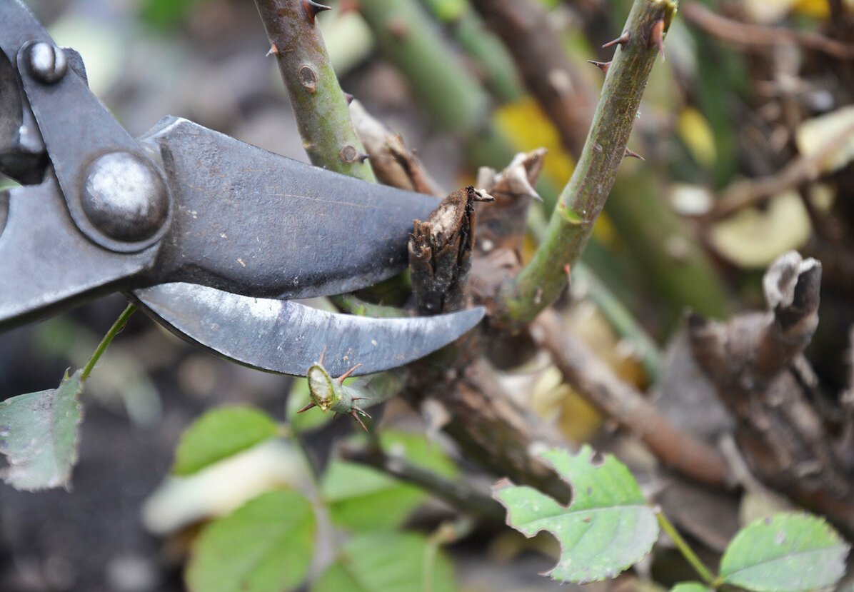 Pruning dead plants