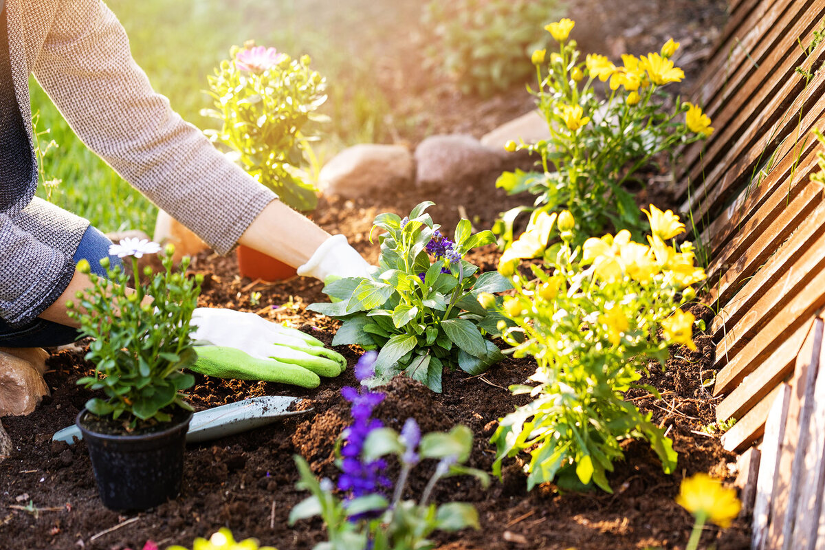 A person wears gardening gloves as they plant flowers into a garden