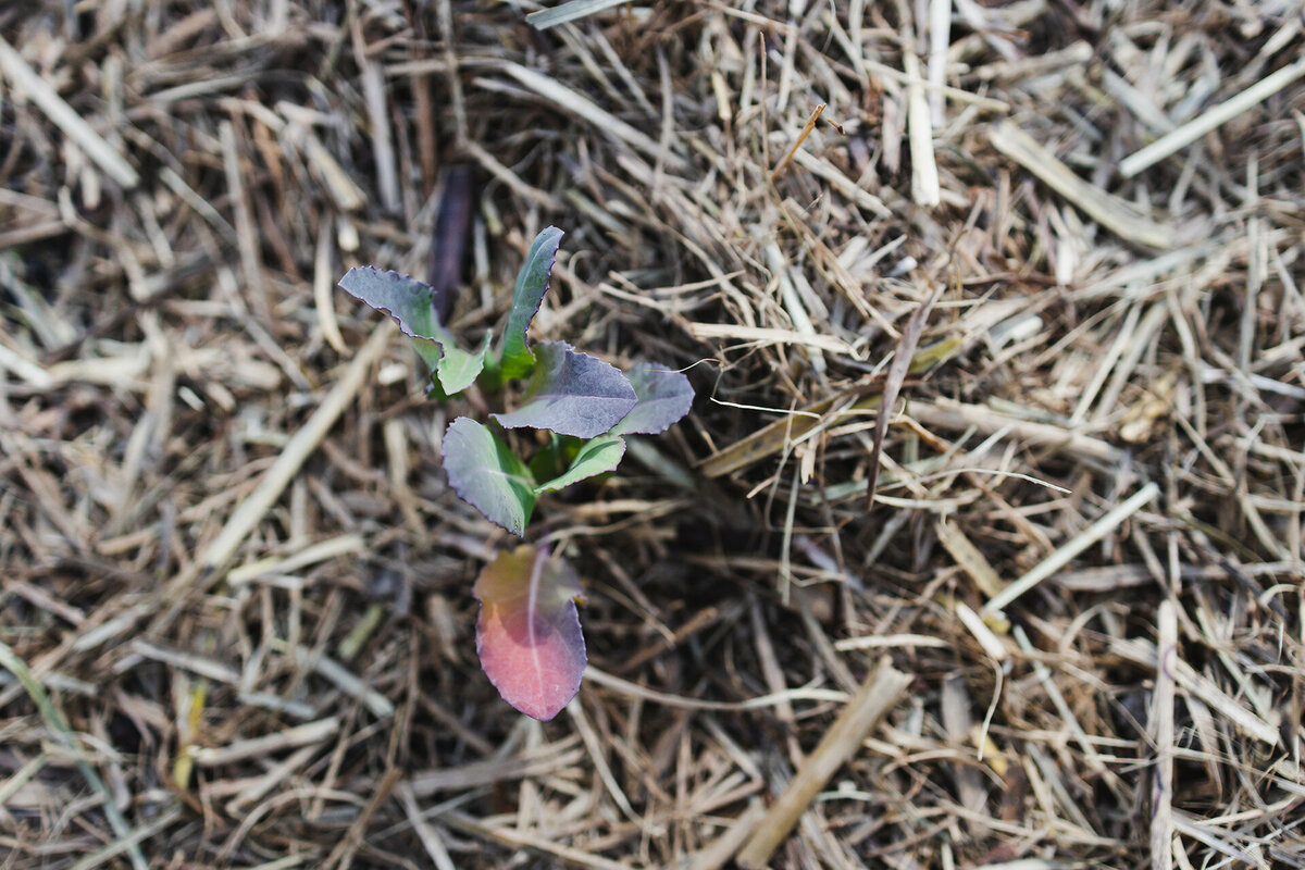 A small plant is sprouting up through mulch