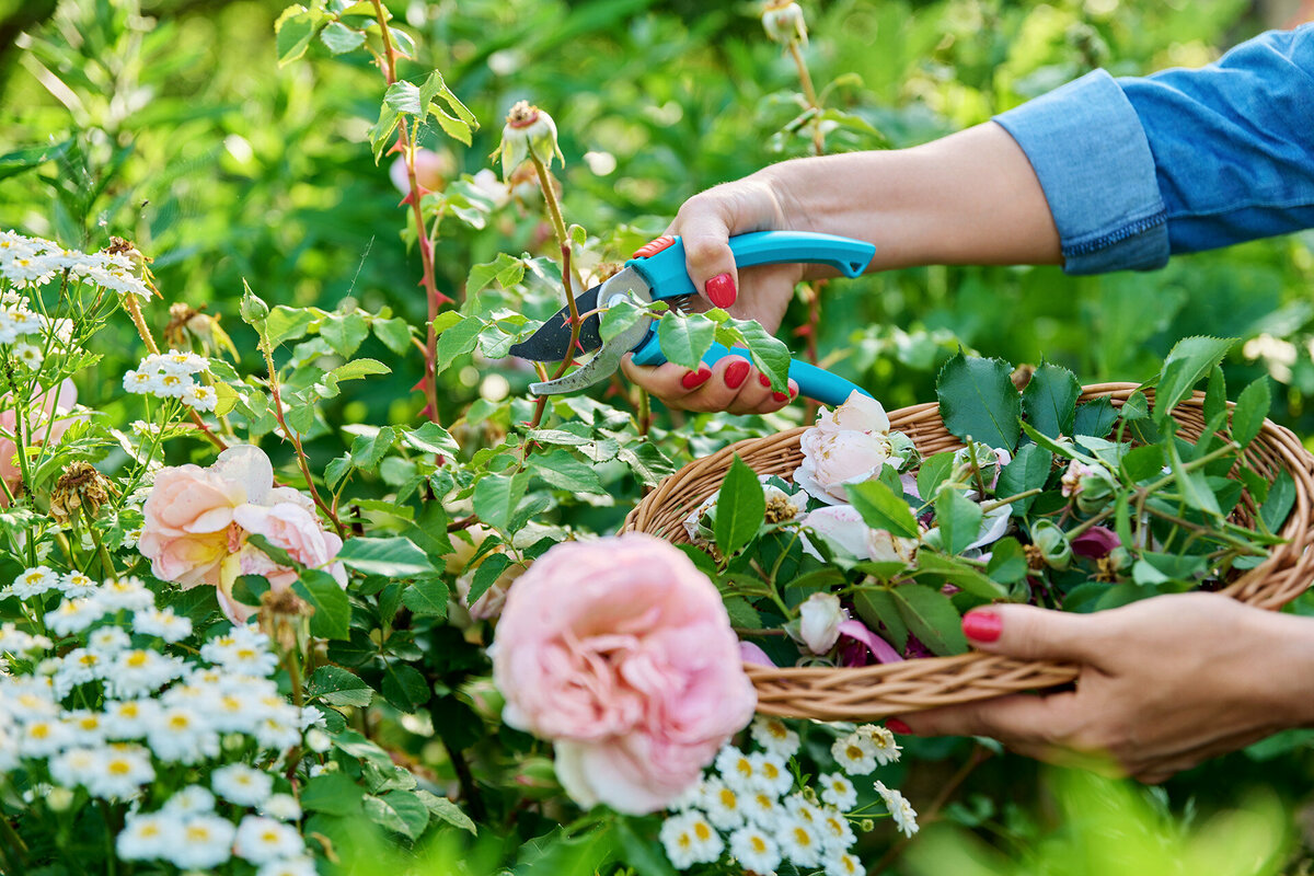 Gathering pink roses in a cane basket